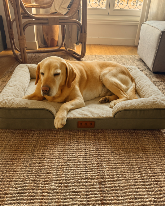Orthopedic bed for dogs Zarpal +